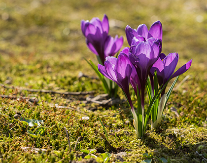 Lokað á uppstigningardag