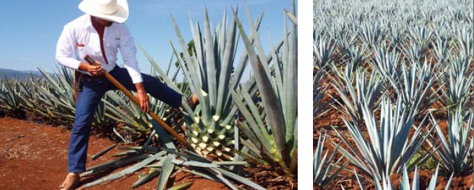 Agave plantan er fullvaxin um 40-70 kíló