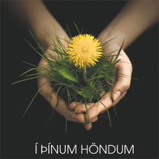 Í þínum höndum - fífill