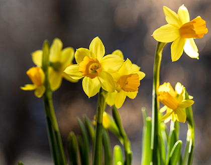 Easter opening hours